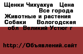 Щенки Чихуахуа › Цена ­ 12000-15000 - Все города Животные и растения » Собаки   . Вологодская обл.,Великий Устюг г.